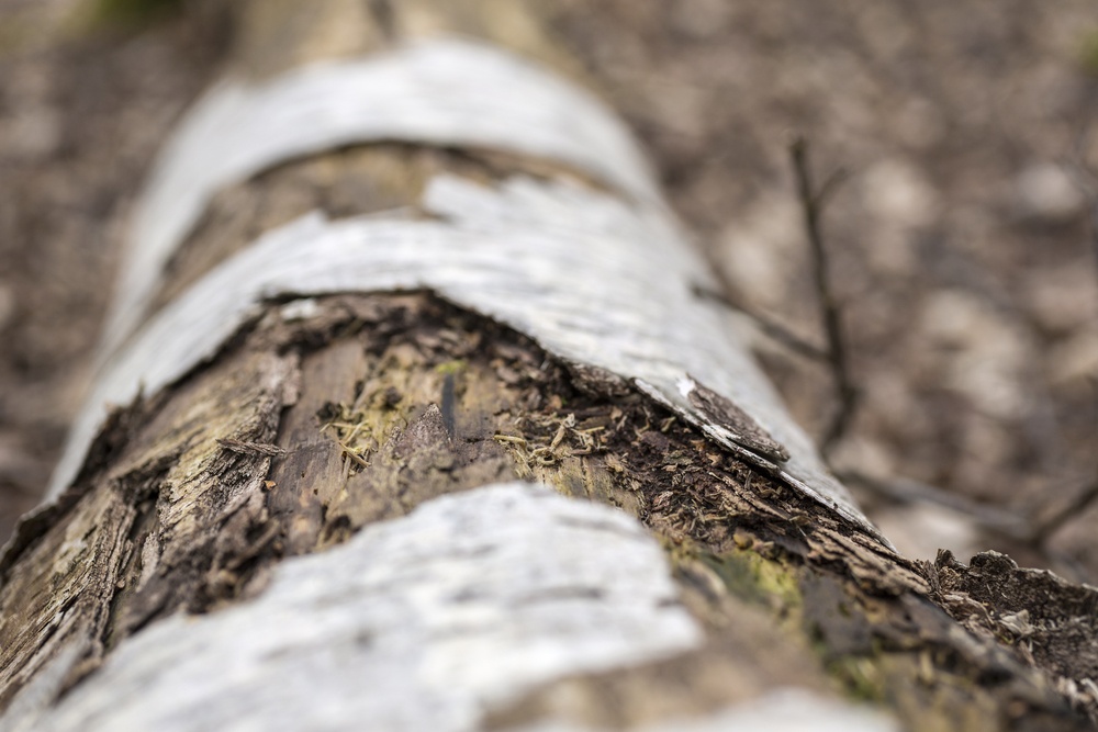 Old decaying tree branch on the ground